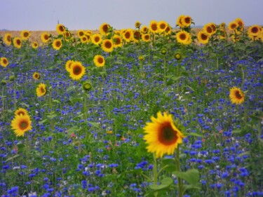 Fotografie mit dem Titel "Les Tournesols" von Eric L Vadé, Original-Kunstwerk, Nicht bearbeitete Fotografie