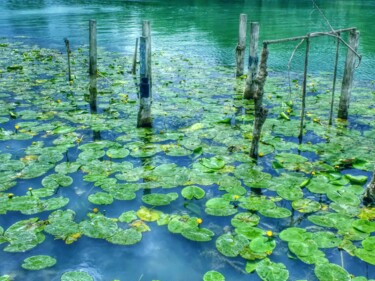 Photography titled "Water Lilies" by Eric L Vadé, Original Artwork, Digital Photography