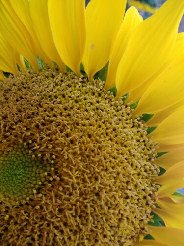 Photographie intitulée "Sunflower Detail" par Eric L Vadé, Œuvre d'art originale, Photographie numérique