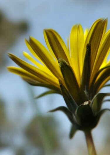 Photographie intitulée "Scène de Printemps…" par Eric L Vadé, Œuvre d'art originale, Photographie numérique