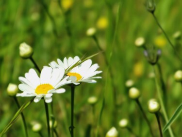 Photographie intitulée "Scène de Printemps V" par Eric L Vadé, Œuvre d'art originale, Photographie numérique