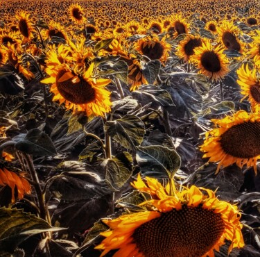 Fotografía titulada "Belleza En La Natur…" por Eric L Vadé, Obra de arte original, Fotografía digital