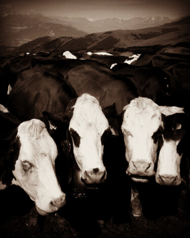 Fotografía titulada "Dos de vaches et mo…" por Eric Leroy (Rico), Obra de arte original, Fotografía digital