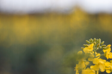 "Yellow March_2" başlıklı Fotoğraf Eric Régimbeau tarafından, Orijinal sanat