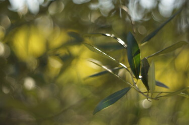 Photographie intitulée "Olive trees in the…" par Eric Régimbeau, Œuvre d'art originale