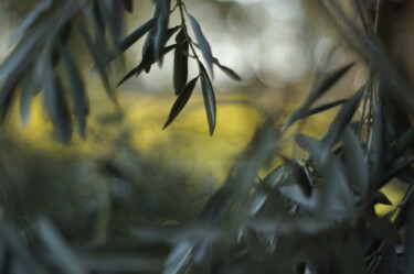 Fotografia intitolato "Olive trees in the…" da Eric Régimbeau, Opera d'arte originale