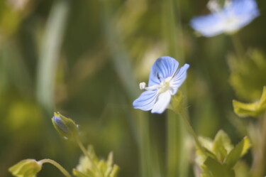 Photographie intitulée "blue Véronique" par Eric Régimbeau, Œuvre d'art originale