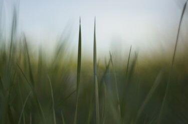 Photography titled "twin grass" by Eric Régimbeau, Original Artwork