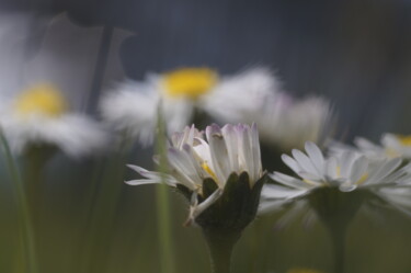 Photography titled "hysteria in daisies" by Eric Régimbeau, Original Artwork