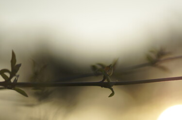 Photographie intitulée "maple in the twilig…" par Eric Régimbeau, Œuvre d'art originale