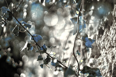 摄影 标题为“waterfall of ivy” 由Eric Régimbeau, 原创艺术品
