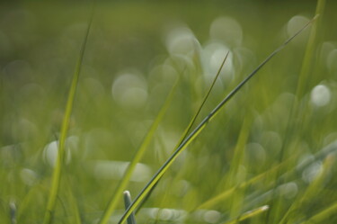 Photographie intitulée "fx grass_3" par Eric Régimbeau, Œuvre d'art originale, Autre