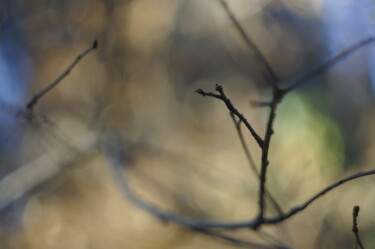Photography titled "Colors and twigs_1" by Eric Régimbeau, Original Artwork