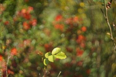 Fotografia intitulada "Garden party_2" por Eric Régimbeau, Obras de arte originais