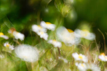 Photography titled "Daisies trying to f…" by Eric Régimbeau, Original Artwork