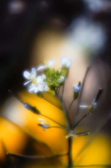 Photographie intitulée "Little white flower…" par Eric Régimbeau, Œuvre d'art originale