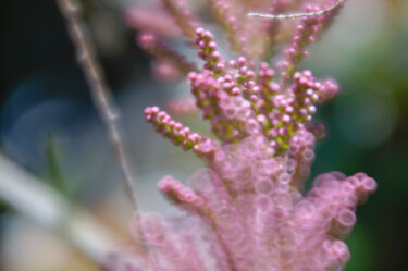 Fotografia zatytułowany „Chewing gum shrub” autorstwa Eric Régimbeau, Oryginalna praca