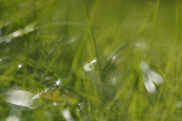 Фотография под названием "Grass spark" - Eric Régimbeau, Подлинное произведение искусства