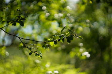 Fotografie getiteld "FX willow" door Eric Régimbeau, Origineel Kunstwerk