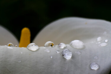 Photographie intitulée "After rain I" par Eric Régimbeau, Œuvre d'art originale