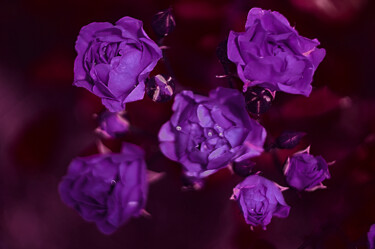 Photography titled "Purple bouquet" by Eric Régimbeau, Original Artwork