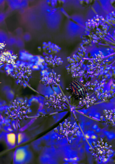 Photography titled "Disco bug" by Eric Régimbeau, Original Artwork, Digital Photography