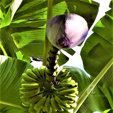Fotografía titulada "L'oiseau banane" por Eric Serafini-Dupont, Obra de arte original, Fotografía digital