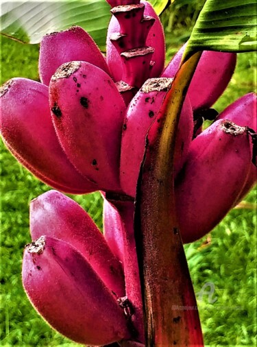 Photography titled "Bouquet Rose tropic…" by Eric Serafini-Dupont, Original Artwork, Digital Photography