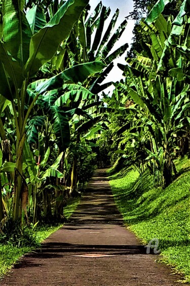 Photography titled "Sentier tropical" by Eric Serafini-Dupont, Original Artwork, Digital Photography