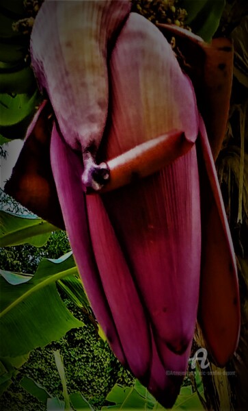 Fotografia intitulada "Bananes Chauve-Sour…" por Eric Serafini-Dupont, Obras de arte originais, Fotografia digital
