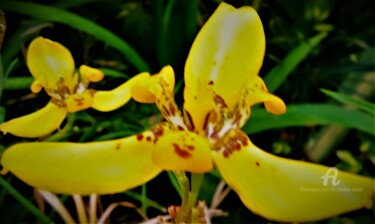 Photographie intitulée "Fleur tropicale PF-…" par Eric Serafini-Dupont, Œuvre d'art originale, Photographie numérique