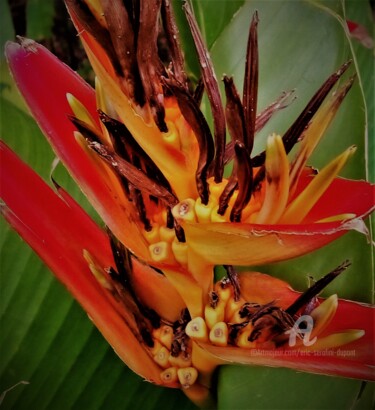 Fotografia intitulada "Fleur tropicale PF-…" por Eric Serafini-Dupont, Obras de arte originais, Fotografia digital