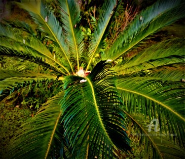 Φωτογραφία με τίτλο "Paysage Tropical PF…" από Eric Serafini-Dupont, Αυθεντικά έργα τέχνης, Ψηφιακή φωτογραφία