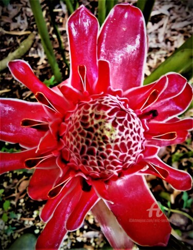 Fotografia intitulada "Fleur tropicale PF-…" por Eric Serafini-Dupont, Obras de arte originais, Fotografia digital