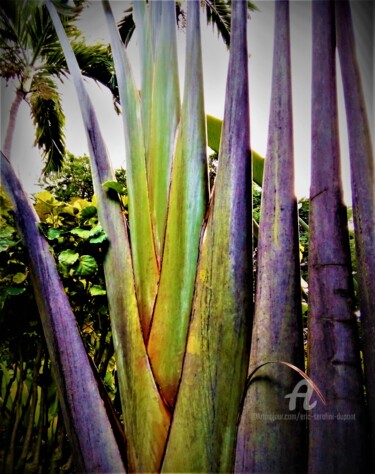 Photography titled "Paysage Tropical PF…" by Eric Serafini-Dupont, Original Artwork, Digital Photography
