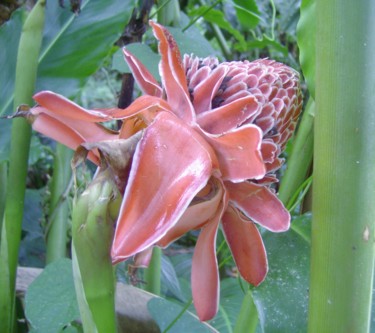 Photographie intitulée "Fleur Tropicale" par Eric Serafini, Œuvre d'art originale