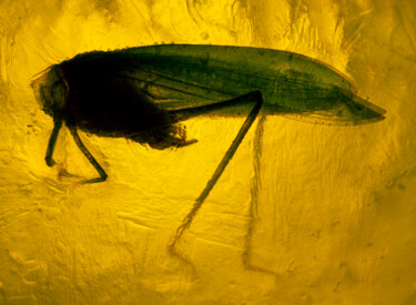 Photographie intitulée "Grasshopper Trapped…" par Eric Taylor, Œuvre d'art originale, Photographie numérique