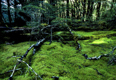 Photography titled "Moss Forest Milford…" by Eric Taylor, Original Artwork, Digital Photography