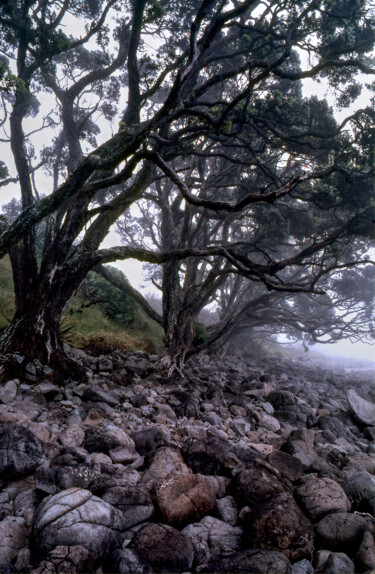 Photography titled "Hot Water Beach Cor…" by Eric Taylor, Original Artwork, Digital Photography