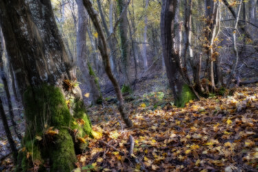 Photographie intitulée "forêt d'automne eff…" par Erick Philippe (eikioo), Œuvre d'art originale, Photographie numérique