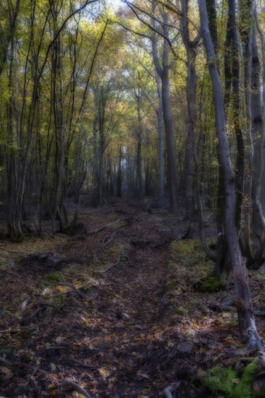 Fotografia intitolato "forêt d'automne, ef…" da Erick Philippe (eikioo), Opera d'arte originale, Fotografia digitale
