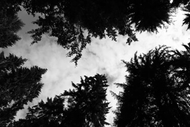 摄影 标题为“forêt d'Eawy (2)” 由Erick Philippe (eikioo), 原创艺术品, 数码摄影