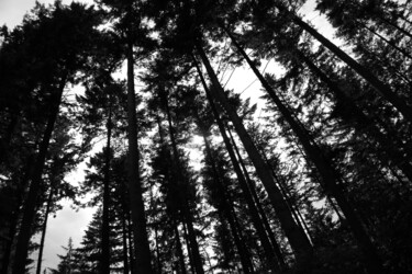 Fotografie mit dem Titel "forêt d'Eawy (6)" von Erick Philippe (eikioo), Original-Kunstwerk, Digitale Fotografie