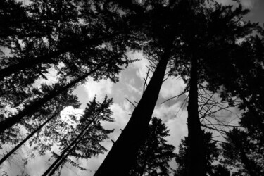 摄影 标题为“forêt d'Eawy (9)” 由Erick Philippe (eikioo), 原创艺术品, 数码摄影