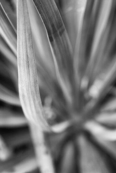 Photographie intitulée "Yucca" par Erick Philippe (eikioo), Œuvre d'art originale, Photographie numérique