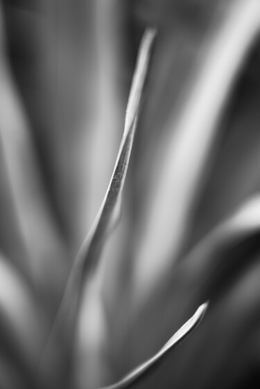 Photographie intitulée "yucca (48)" par Erick Philippe (eikioo), Œuvre d'art originale, Photographie numérique