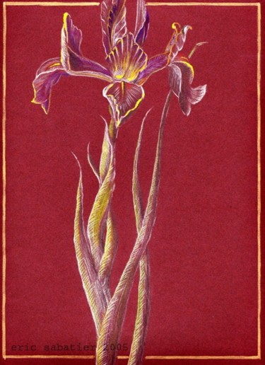 Dessin intitulée "iris" par Eric Sabatier, Œuvre d'art originale