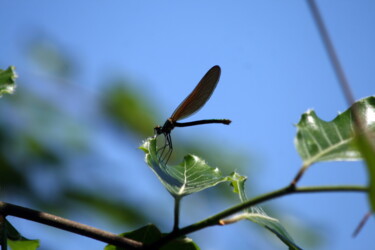 Photographie intitulée "Une libellule" par Ernest Tosetti, Œuvre d'art originale, Photographie numérique