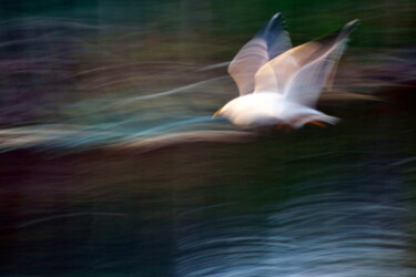 Fotografía titulada "Etude du vol" por Ernest Tosetti, Obra de arte original, Fotografía digital