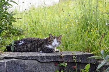 Photography titled "Chat sur un mur" by Ernest Tosetti, Original Artwork, Digital Photography